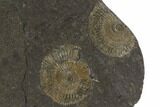Dactylioceras Ammonite Cluster - Posidonia Shale, Germany #100268-3